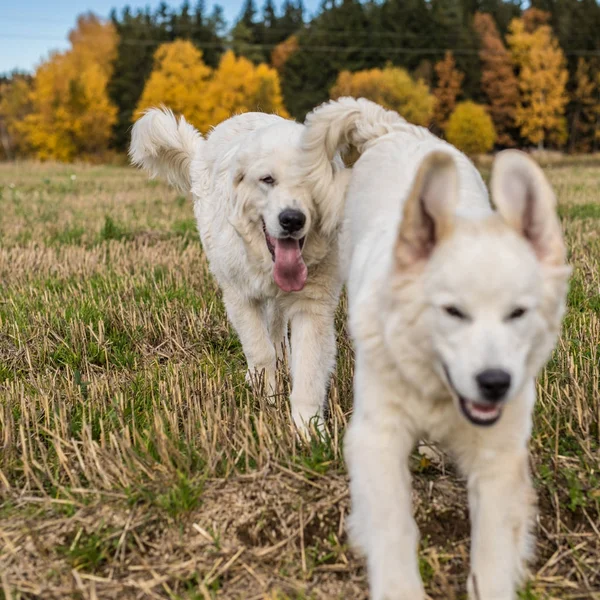 Dwie duże białe psy chodzą odkryty. Tatra Shepherd Dog. — Zdjęcie stockowe