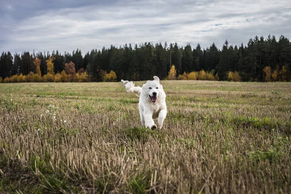 Tatra Shepherd Dog гуляет на свежем воздухе . — стоковое фото