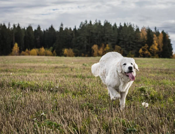 Tatra Shepherd Dog гуляет на свежем воздухе . — стоковое фото