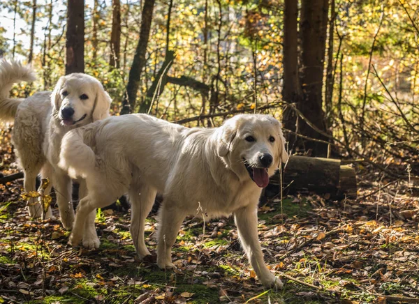 Two big white dogs are walking outdoor. Tatra Shepherd Dog. — Stock Photo, Image