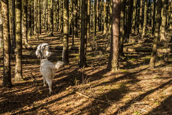 Tatra Shepherd Dog walking outdoor. — Stock Photo, Image