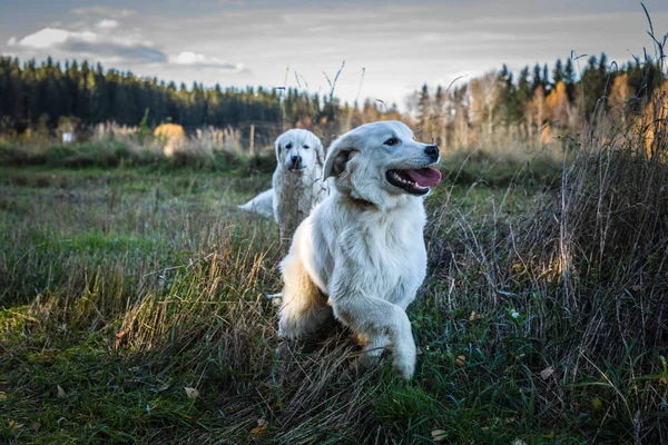 Deux grands chiens blancs marchent en plein air. Chien de berger Tatra . — Photo