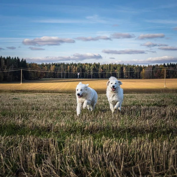 Две большие белые собаки гуляют на улице. Tatra Shehd Dog . — стоковое фото