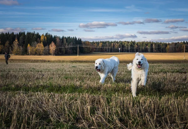 Две большие белые собаки гуляют на улице. Tatra Shehd Dog . — стоковое фото