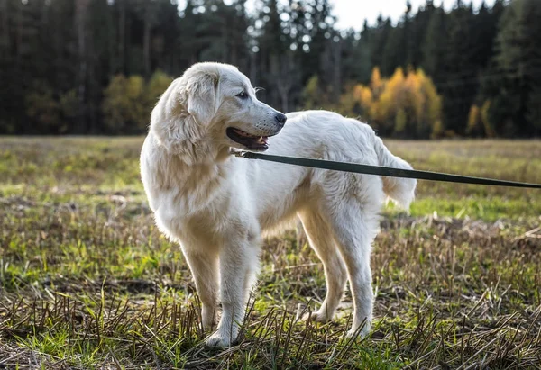 Tatra Shepherd Dog гуляет на свежем воздухе . — стоковое фото