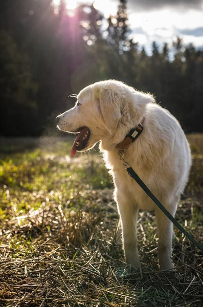 Tatra Pastore cane a piedi all'aperto . — Foto Stock