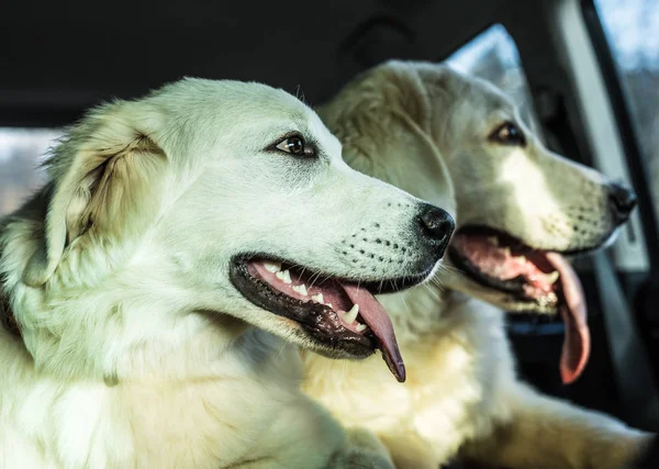 Две большие белые собаки, перевозимые на машине. Tatra Shehd Dog . — стоковое фото