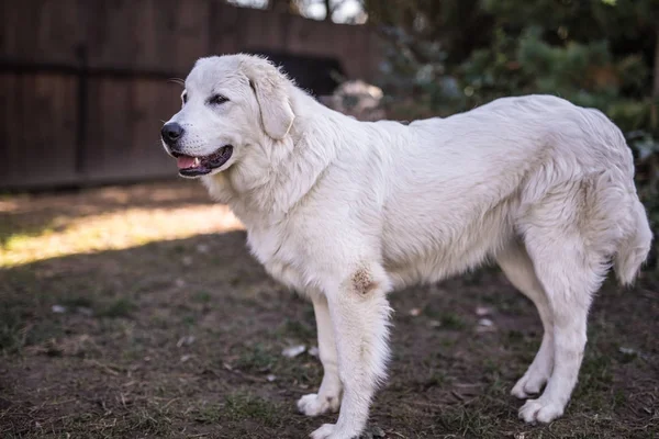 Tatra Schäferhund Spaziergänge im Freien. — Stockfoto