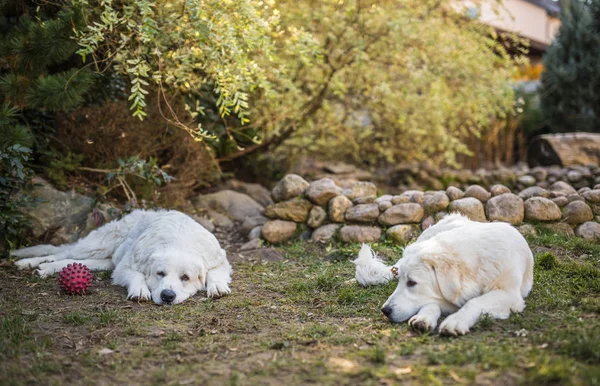 Zwei große weiße Hunde gehen draußen spazieren. Tatra Schäferhund. — Stockfoto