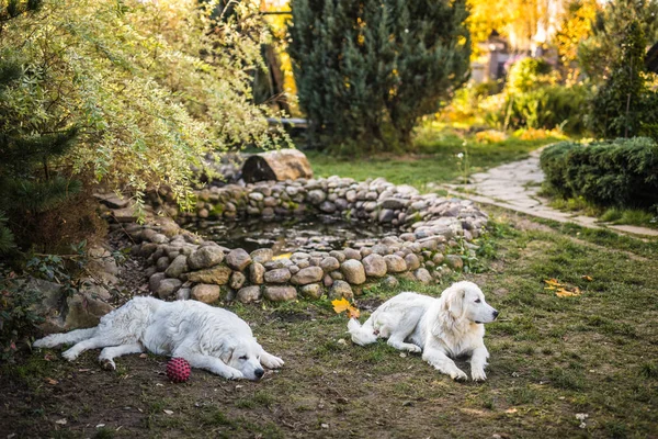 Two big white dogs are walking outdoor. Tatra Shepherd Dog. — Stock Photo, Image