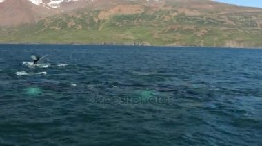 Balinalar su İzlanda Körfez '. HD ayak.