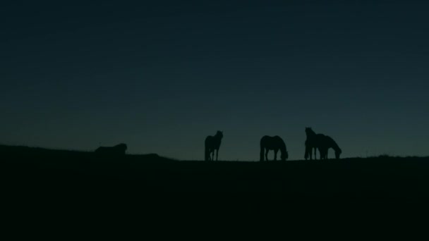 Sílhueta Cavalos Pasto Aberto Islândia Noite Filmagem — Vídeo de Stock