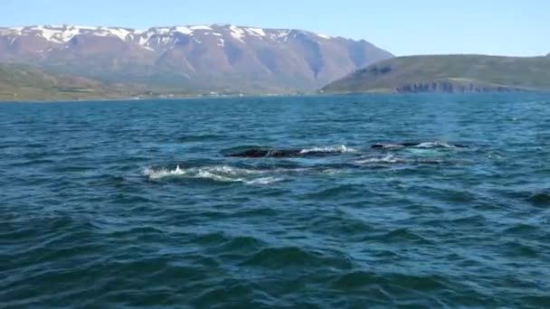 アイスランドの湾の水のクジラ — ストック動画