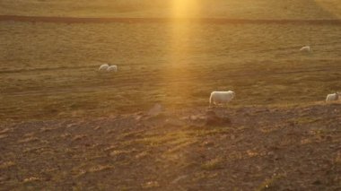 Koyun ve peyzaj alanlarında rams ile doğal İzlanda çayırlar. HD ayak.