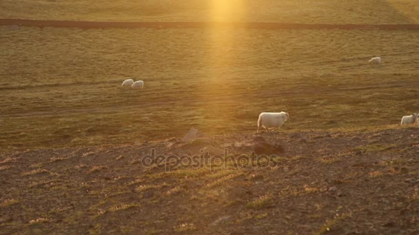 Prados Islandeses Escénicos Con Ovejas Carneros Campos Paisaje Imágenes — Vídeos de Stock