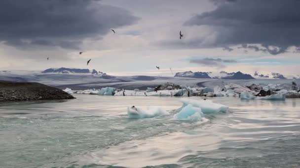 Gletscher Den Stränden Von Island Material — Stockvideo