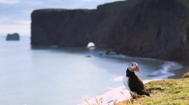 Fratercula arctica - deniz kuşları Yağmurkuşları sırasından. Martı İzlanda kayalık sahil üzerinde. HD ayak.