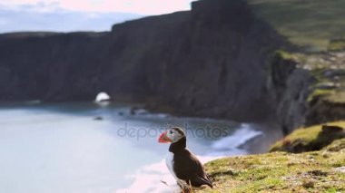 Fratercula arctica - deniz kuşları Yağmurkuşları sırasından. Martı İzlanda kayalık sahil üzerinde. HD ayak.