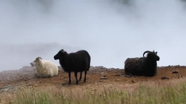 Landschaftlich Reizvolle Isländische Wiesen Mit Schafen Und Böcken Landschaftlichen Feldern — Stockvideo