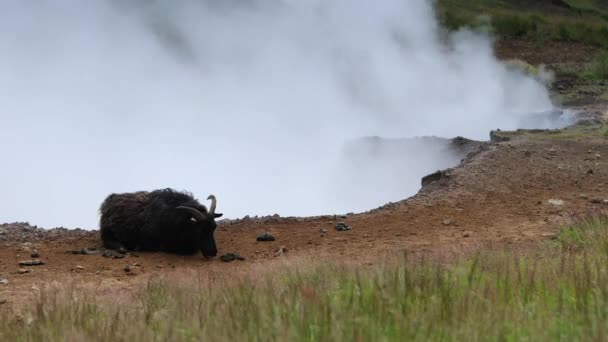 风景秀丽的冰岛草甸与绵羊和公羊在风景领域 高清素材 — 图库视频影像