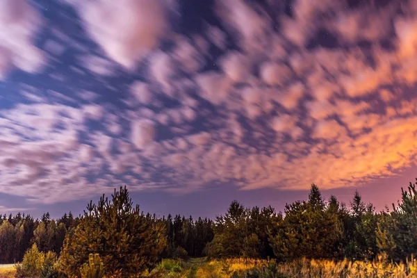 Orman üzerinde gece yıldızlı gökyüzü.