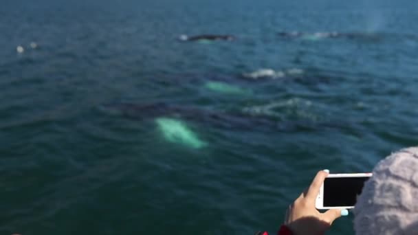 아이슬란드의 고래입니다 슬로우 — 비디오