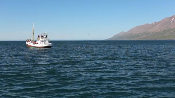 Bateau Pêche Islandais Pour Observation Des Baleines Images Ralenti — Video