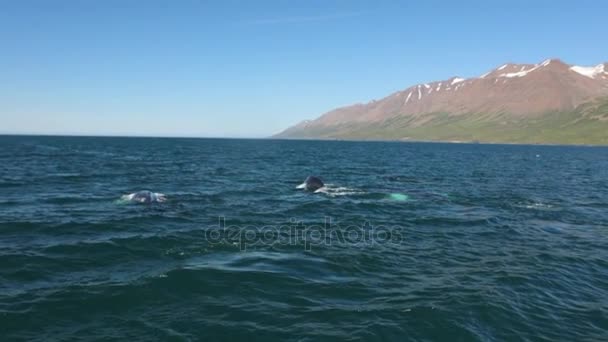 Φάλαινες Νερό Στο Κόλπο Της Ισλανδίας Αργή Κίνηση Μήκος Πόδηα — Αρχείο Βίντεο