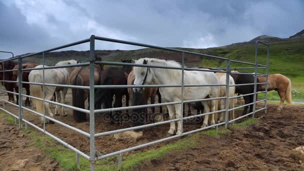 Ijslandse Paarden Een Gesloten Pen Slow Motion Beelden — Stockvideo