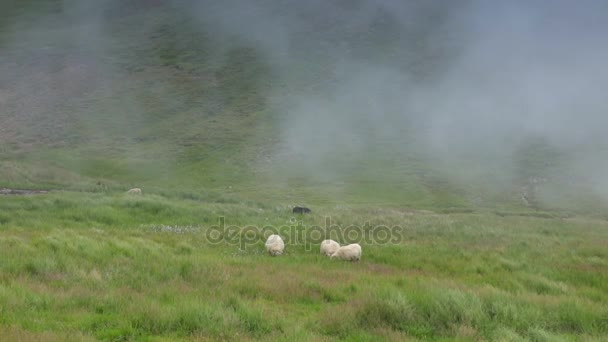 羊とランドス ケープの分野でラムズ風光明媚なアイスランドの草原 スローモーション映像 — ストック動画