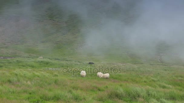 Landschaftlich Reizvolle Isländische Wiesen Mit Schafen Und Böcken Landschaftlichen Feldern — Stockvideo