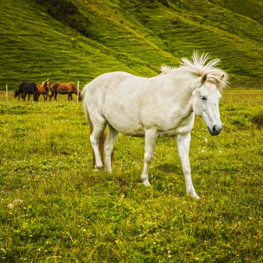 İzlanda'daki açık arazide atlar.