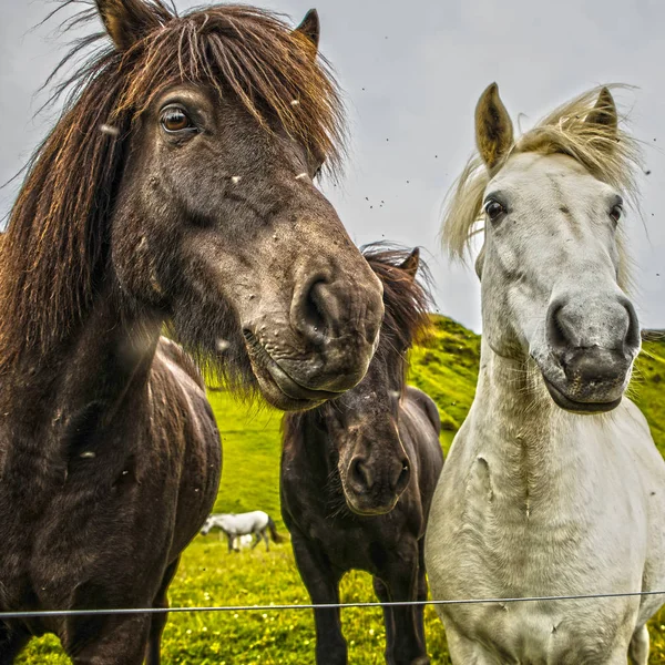 Hästar Öppen Betesmark Island — Stockfoto