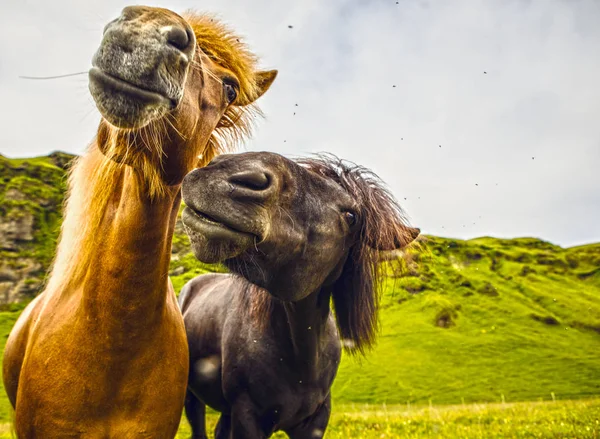 Άλογα Βοσκότοπους Ανοιχτό Στην Ισλανδία — Φωτογραφία Αρχείου