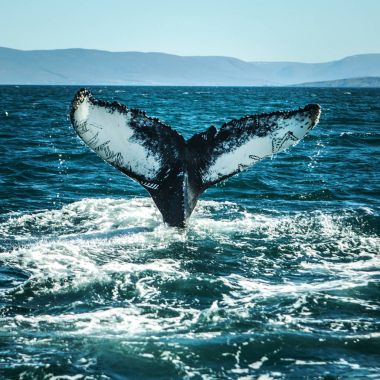 İzlanda körfezinde su üzerinde balinalar.