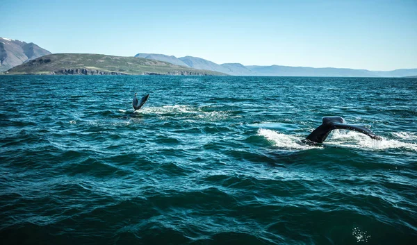 Walvissen Het Water Golf Van Ijsland — Stockfoto