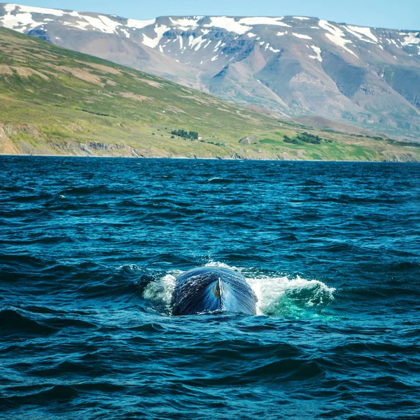 Walvissen Het Water Golf Van Ijsland — Stockfoto