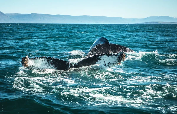 Baleias Água Golfo Islândia — Fotografia de Stock