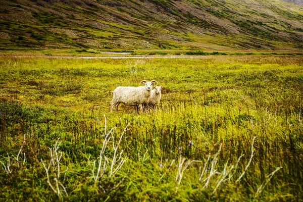 Prados Islandeses Escénicos Con Ovejas Carneros Campos Paisaje — Foto de Stock