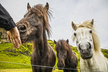İzlanda'daki açık arazide atlar.