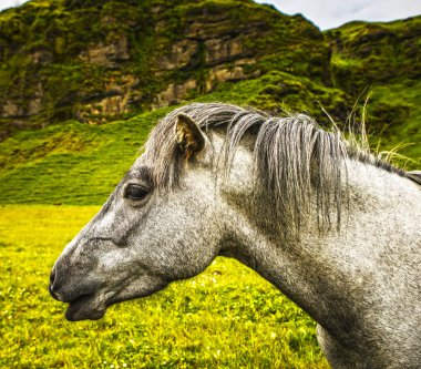 İzlanda'daki açık arazide atlar.