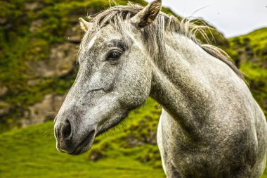 İzlanda'daki açık arazide atlar.