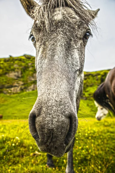 アイスランドの開いた牧草地の馬 — ストック写真