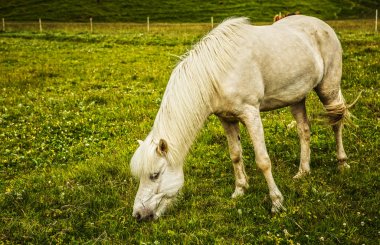 İzlanda'daki açık arazide atlar.