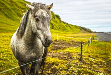 İzlanda'daki açık arazide atlar.