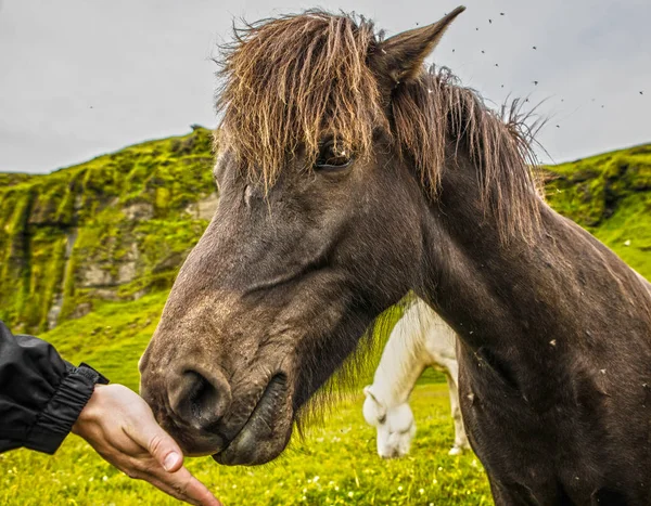 アイスランドの開いた牧草地の馬 — ストック写真