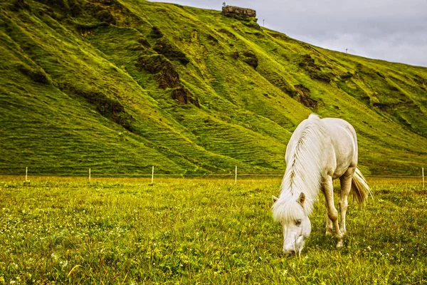 Caballos Pastos Abiertos Islandia —  Fotos de Stock