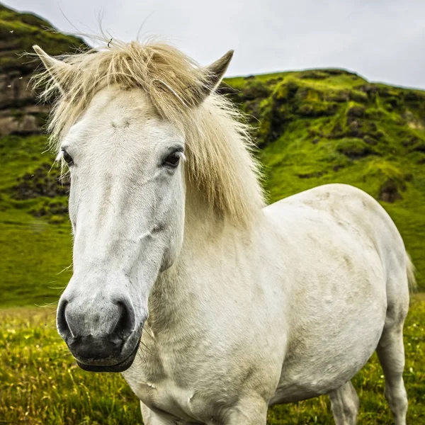 アイスランドの開いた牧草地の馬 — ストック写真