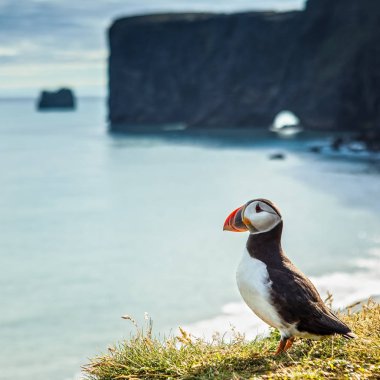 Fratercula arctica - deniz kuşları Yağmurkuşları sırasından. İzlanda kayalık sahil martı.