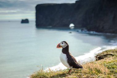 Fratercula arctica - deniz kuşları Yağmurkuşları sırasından. İzlanda kayalık sahil martı.